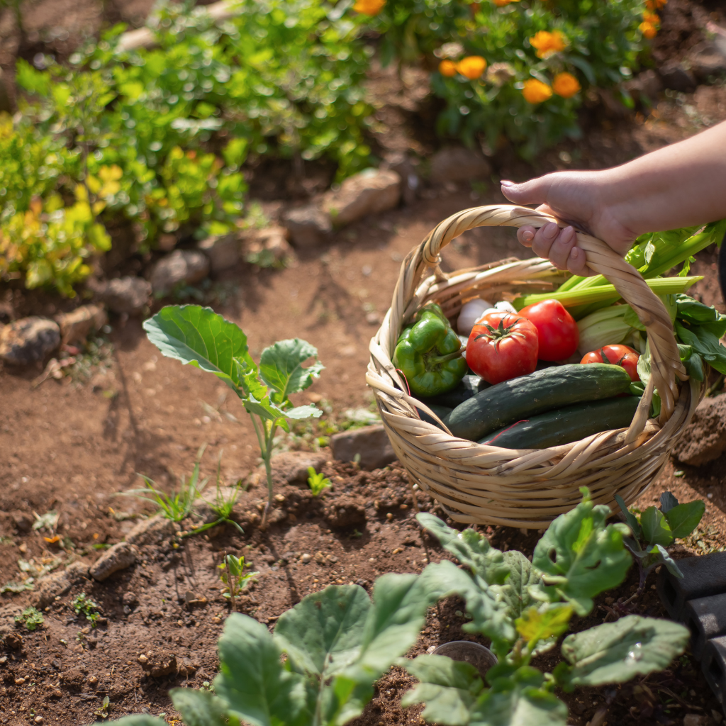 The Easiest Plants to Grow for Beginners