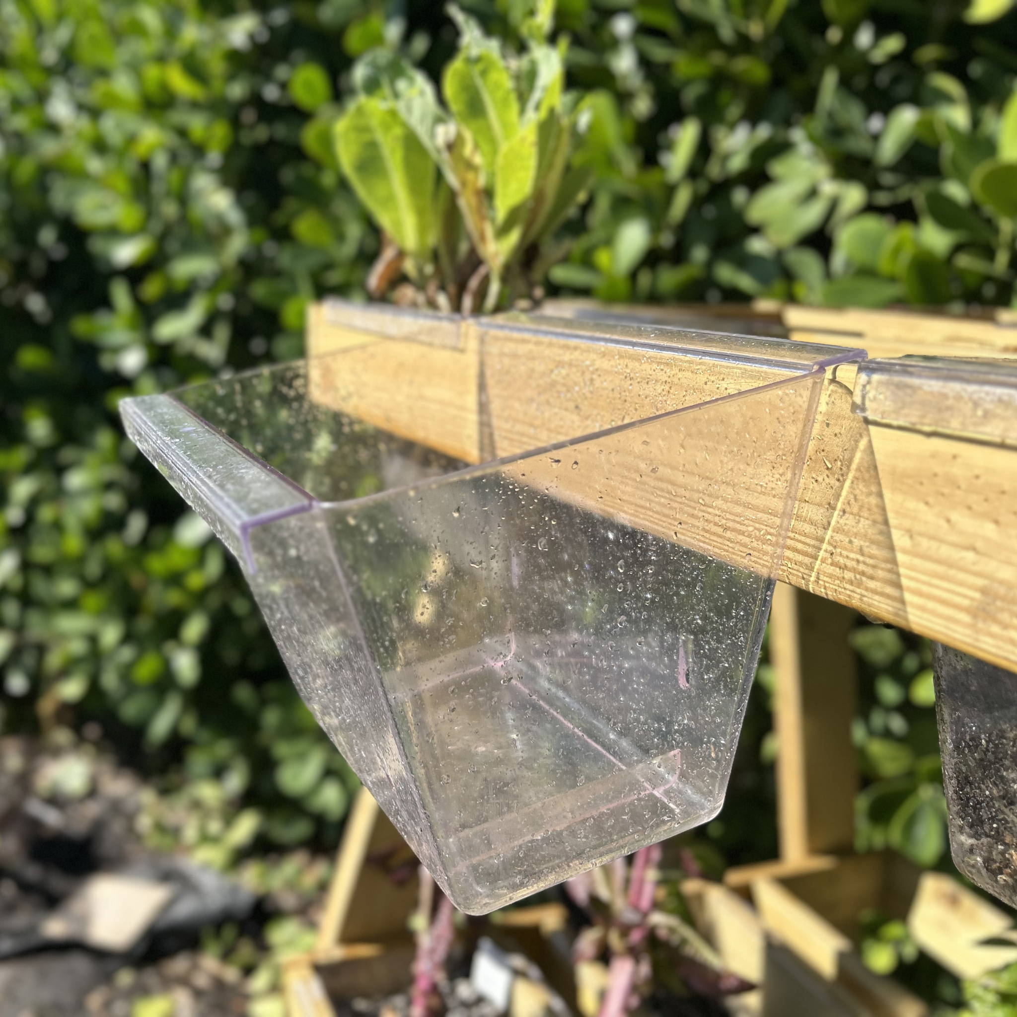 The Science Behind Transparent Planters: Why Seeing Roots Changes Everything